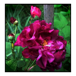 Tuscany Rose print