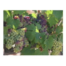 Tuscany Vineyard Post Cards