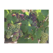 Tuscany Vineyard postcards by pattirm1 Tuscany Vineyard postcards