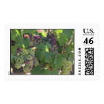Tuscany Vinyard Stamp