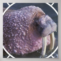 Tusked Walrus Poster