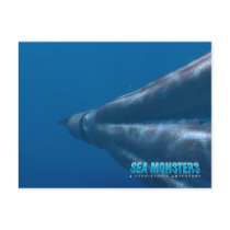 Tusoteuthis postcards