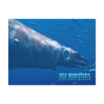 Tusoteuthis postcards
