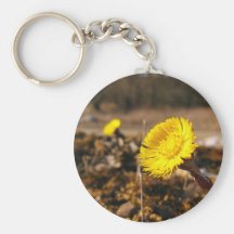 Tussilago farfara key chains