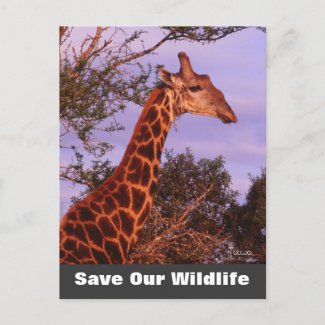 Tutwa Save Our Wildlife Postcard