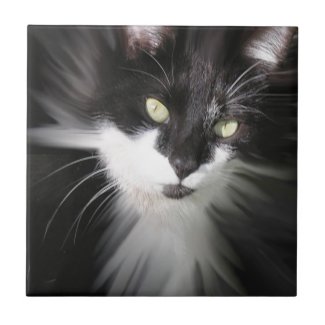 Tuxedo Cat Ceramic Tile