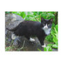 Tuxedo Cat in a Park Postcard
