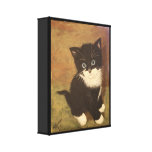 Tuxedo Kitten Stretched Canvas Prints
