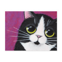Tuxedo Kitty Cat On Pink Postcard