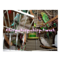 Tweety, C.C., Holly, Spike, Chirp...chirp...chi... posters