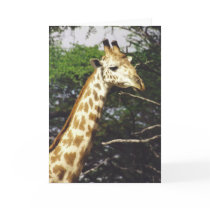 Twiga Masai (Masai Giraffe) cards by HLBeach Twiga Masai (Masai Giraffe) cards