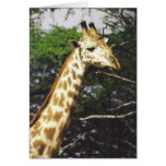 Twiga Masai (Masai Giraffe) Greeting Card