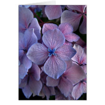 Twightlight Hydrangea Card