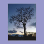 Twilght at the Tree in Winter Postcard