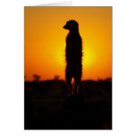 Twilight meerkats - KMP Card Series 0