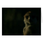 Twilight meerkats - KMP Card Series 2