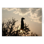 Twilight meerkats - KMP Card Series 3