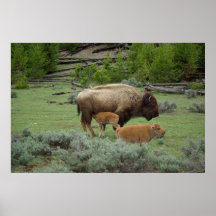 Twin American bisons with mother Posters