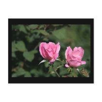 Twin Buds postcards by pattirm1 Twin Buds postcards