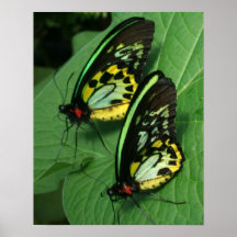 Twin Butterflies Canvas Print