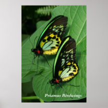 Twin Butterflies Poster