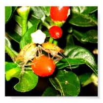 Twin Chili Bugs posters by pattyrodz Twin Chili Bugs posters
