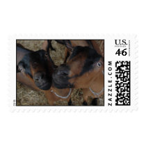 Twin goats postage