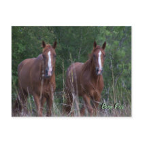 Twin Horses - Born Free postcards