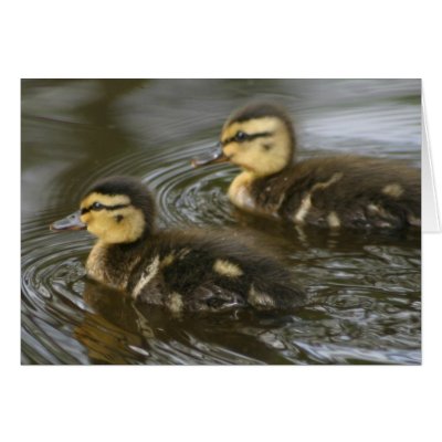 Twin Mallards Greeting Cards by amwesley