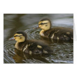 Twin Mallards cards