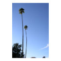 Twin Palms Sacramento PA120707 posters by JLaPlante Twin Palms Sacramento PA120707 posters