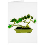 Twin Pine Bonsai Rectangle Pot Cards