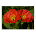 Twin Poppies Card by pulsDesign Twin Poppies Card