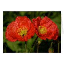 Twin Poppies Card