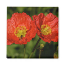 Twin Poppies Magnet by pulsDesign Twin Poppies Magnet