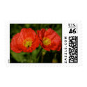 Twin Poppies Postage postage by pulsDesign Twin Poppies Postage postage