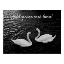 Twin Swans Postcard