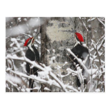 Twin Woodpeckers - Postcard