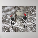 Twin Woodpeckers - Poster