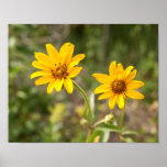 Twin Yellow Sunflowers Mate Poster