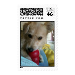 Twinkie the Wonder Dog Postage Stamps
