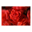Twirling Roses posters by pshaw_photo Twirling Roses posters