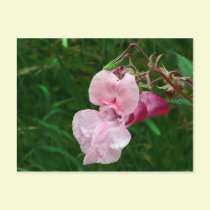 Twisted Beauty postcards