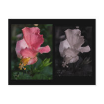 Twisted Hibiscus Postcard by MyBackyard Twisted Hibiscus Postcard