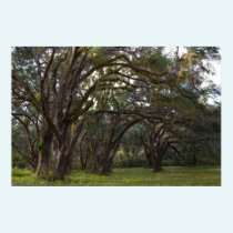 Twisted Live Oaks Print posters