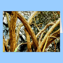 TWISTED OAKS cards