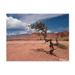 Twisted Pinyon Pine Tree Post Card