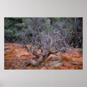 Twisted Tree at Devil's Bridge 3516 posters