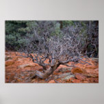 Twisted Tree at Devil's Bridge 3516 Print