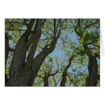 Twisting Trees cards